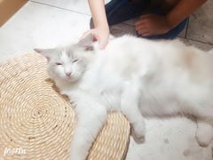 -飞行喵MR PILOT|猫舍·猫咖(静安大融城店)