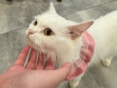 -楼上猫咖(罗湖店)