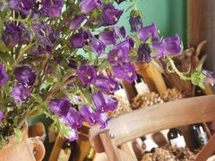 -花·fleur古董西餐厅(西城夜未央店)