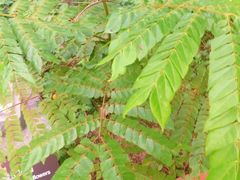 -广州神农草堂中医药博物馆
