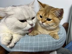 -lincat·猫舍(广州店)