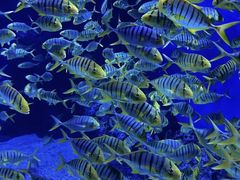 -成都浩海立方海洋公园