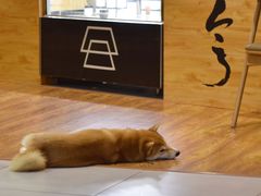 -柴务处·柴犬主题狗咖