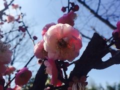 -绮园景区