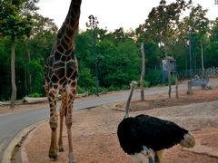 -清迈夜间动物园