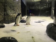 -悉尼海洋生物水族馆