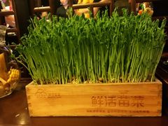 有机豆苗-捞神煲汤火锅(湖滨商业街店)