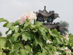 -曹州牡丹园