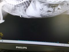 -康成宠物医院24H·CT·核磁共振