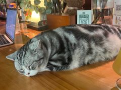 -咖法森林·咖啡  酒吧(天河店)