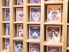 -CAT’S MEWSTAR CAFE·喵星球猫屋(晴湾咖啡店)