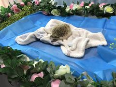 -彩虹桥宠物火化殡葬善终服务(金乐大厦店)