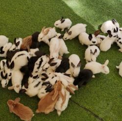 -萌宠亲子动物乐园(槐房万达店)