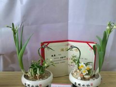 -龙大花卉苗木市场