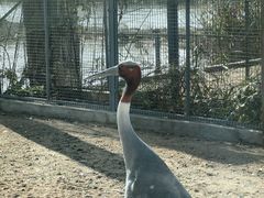-盐城丹顶鹤湿地生态旅游区