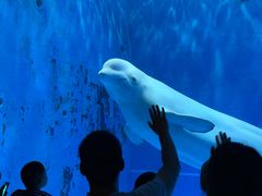 -芜湖新华联大白鲸海洋公园