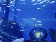 -海合安武汉极地海洋公园