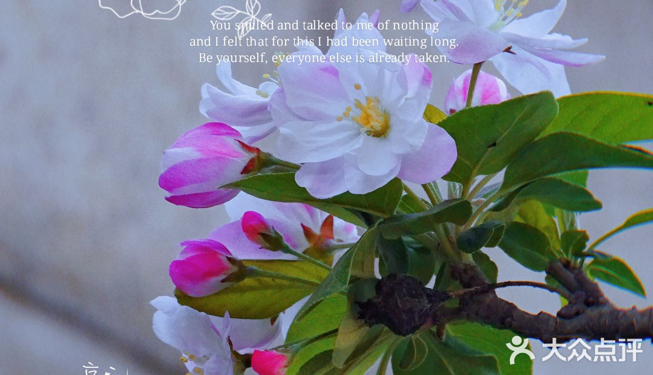 🌸京城赏花攻略|北土城地铁口，让你免费拥抱海棠花海🌷