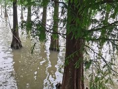 -海珠湖公园