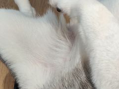 -Husky Go! 哈士奇体验馆·宠物咖啡厅狗咖