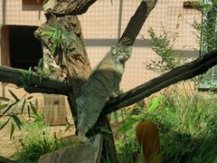 -青藏高原野生动物园