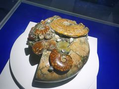 -贝壳王国博物馆