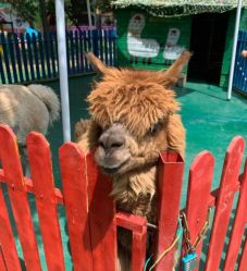 -萌宠亲子动物乐园(槐房万达店)