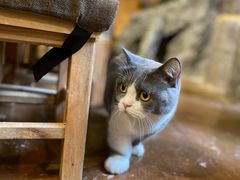 -猫猫幼稚园·撸猫·桌游·电玩