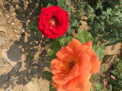 密云玫瑰情园-密云玫瑰情园