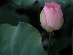 -三圣花乡旅游区