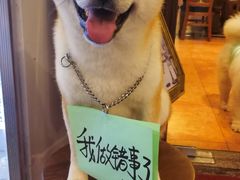 -more than meow吴止猫主题餐厅(承德 中船汇店)