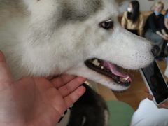 prado-Husky Go! 哈士奇体验馆·宠物咖啡厅狗咖