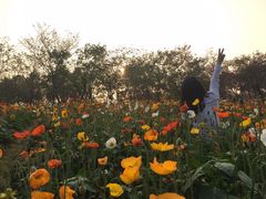 -天适樱花悠乐园