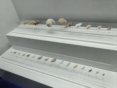 -贝壳王国博物馆