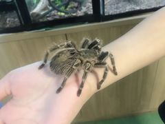 -藦茜花园宠物主题亲子互动体验馆(国顺东路店)