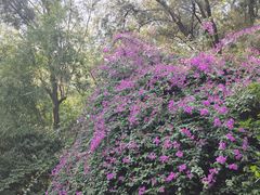 -蟹山公园