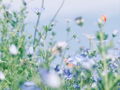 -径山花海