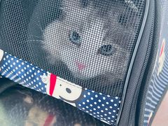 -瑞派福兴宠物医院犬猫全科·骨科·中西医结合(河东店)