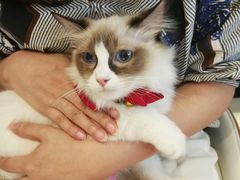 -陈记柳州螺蛳粉(大坪店)