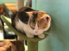 -猫小院猫主题餐厅(三里屯店)