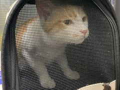 -伟伟宠物医院·CT影像中心·瑞派犬猫综合性门诊(汉口总院)