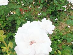 -尚贤河湿地