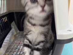 -四月宠物医院·猫专科·心脏专科·内科(转塘店)