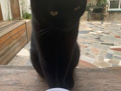 -喵屿·大理花园猫咖