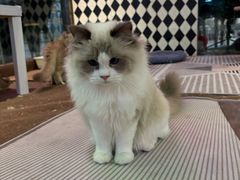 -大型宠物商超·宠海王国·宠物猫狗活体·用品·美容(新世界百货重庆店)