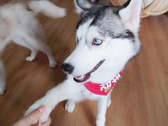 -Husky Go! 哈士奇体验馆·宠物咖啡厅狗咖