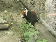 -成都动物园