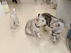 -共舞时光猫咖·狗咖(新街口店)