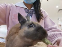 -猫猫幼稚园·撸猫·桌游·电玩