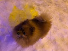 -采薇庄园四季滑雪场